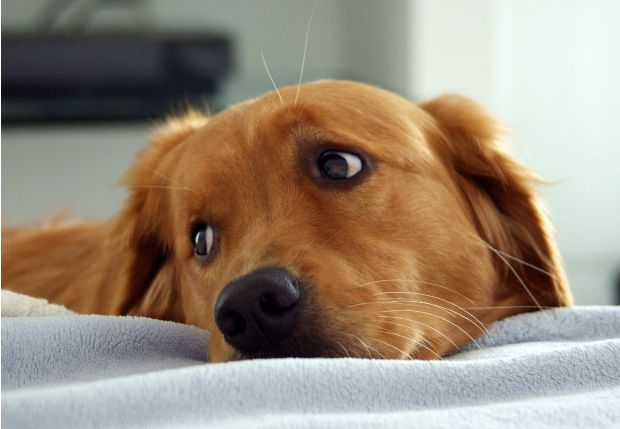 cane in ospedale