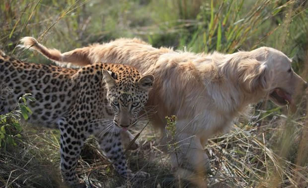 ghepardo e cane