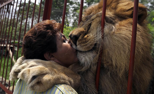 leone abbraccio