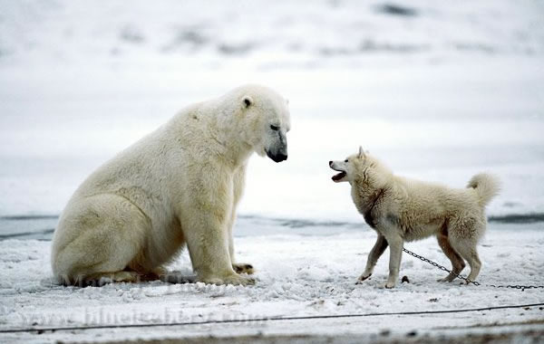 orso polare e cane