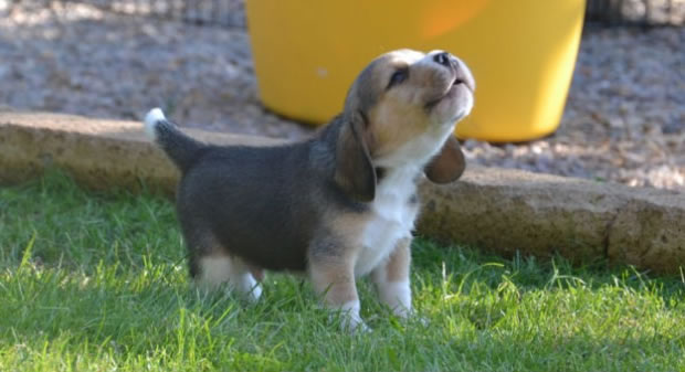 cucciolo-beagle
