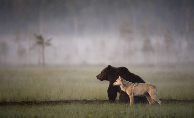 lupo e orso giocano