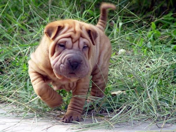 shar pei