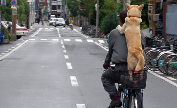 cane e bici