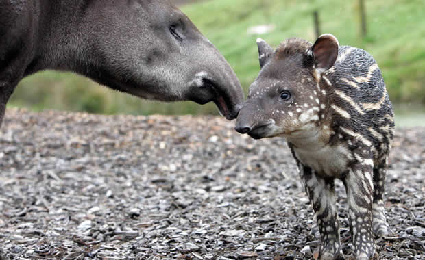 tapiro neonato