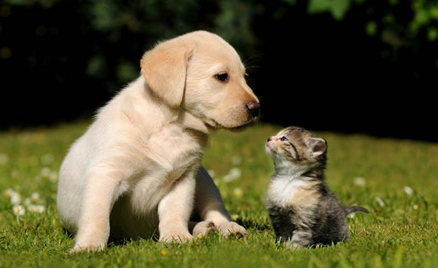 Cuccioli Di Cane E Di Gatto Giocano Insieme Video Canigattiandco Informazione Ecologia Animalista E Solidale
