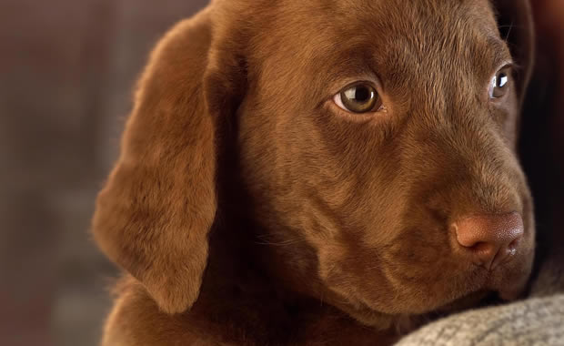 cucciolo labrador