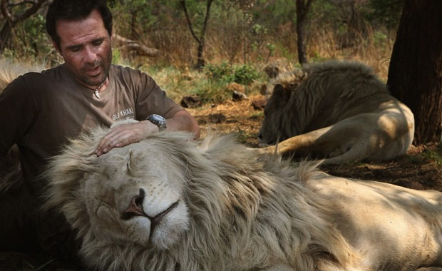 abbracciare leoni