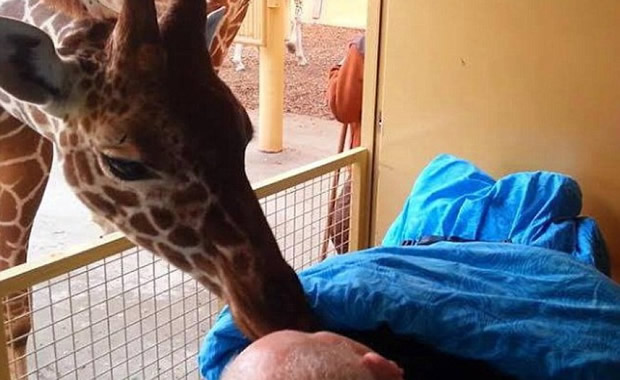 giraffa bacio