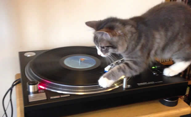 Vinyl Cat
