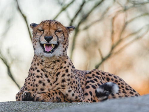 laughing-cheetah