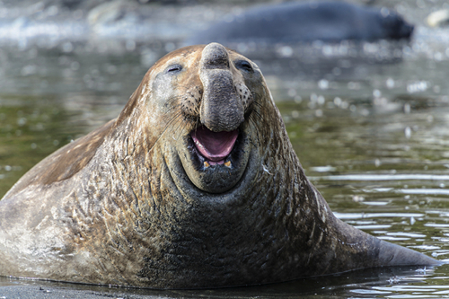 laughing-elephant-seal