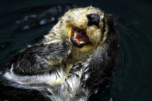 laughing-otter
