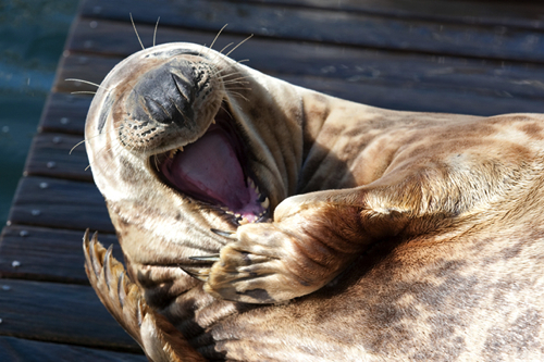laughing-seal