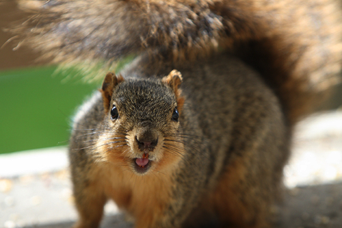 laughing-squirrel