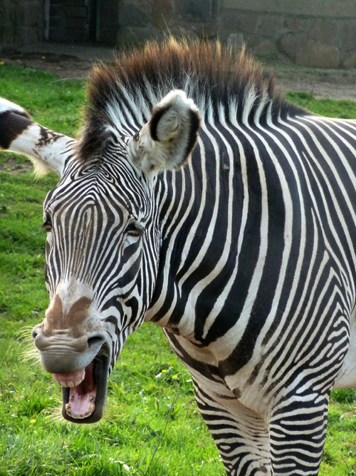 laughing-zebra