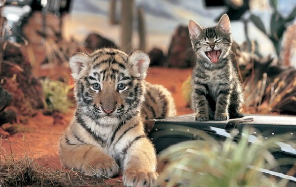 gatti e tigri