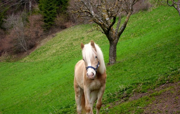 animali-fattoria