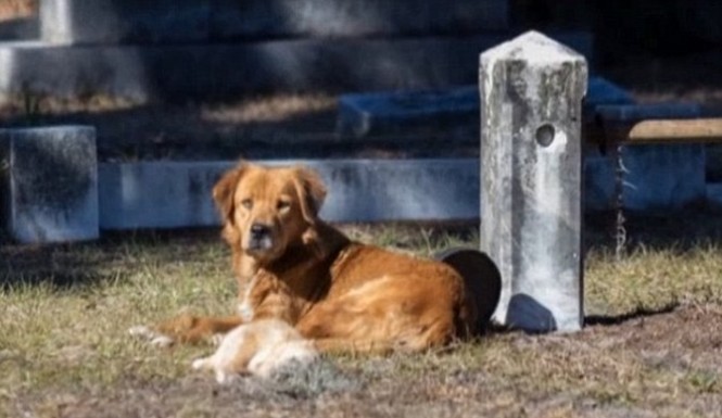 cane cucciolo