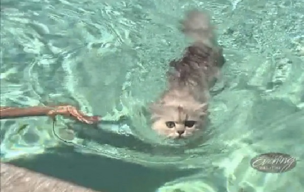 gatto-nuotatore