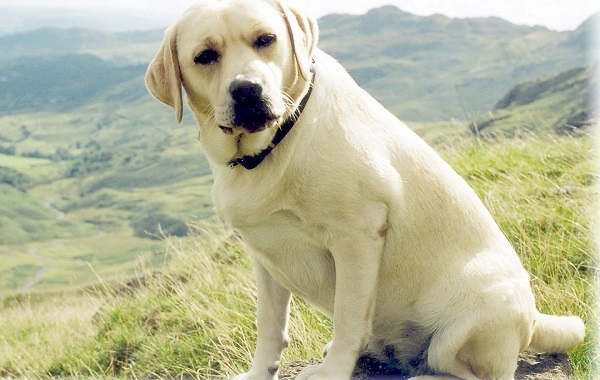 labrador