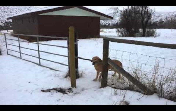 cane-bastone-cancello