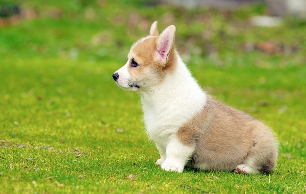 corgi3