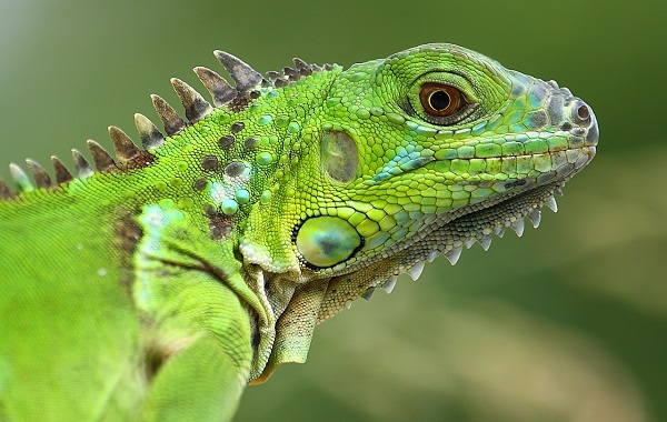 iguane-1