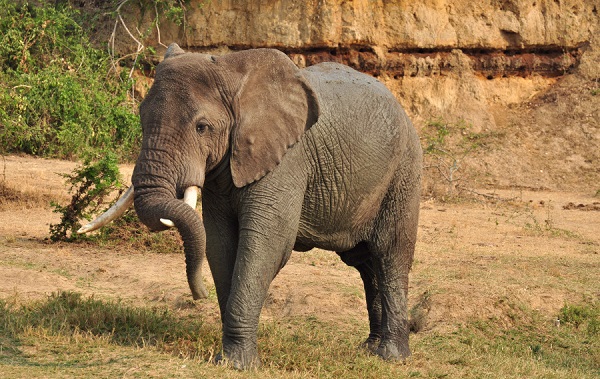 elefanti332