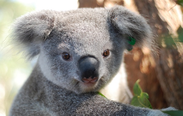 koala0