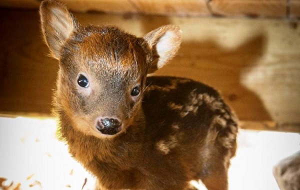 pudu