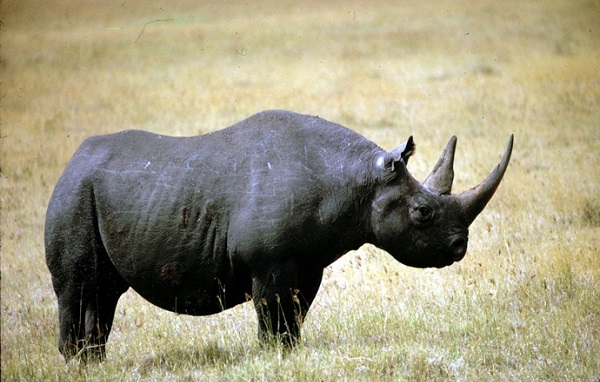 rino