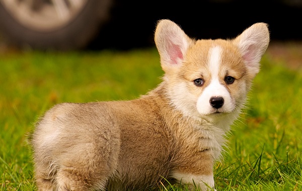 corgi