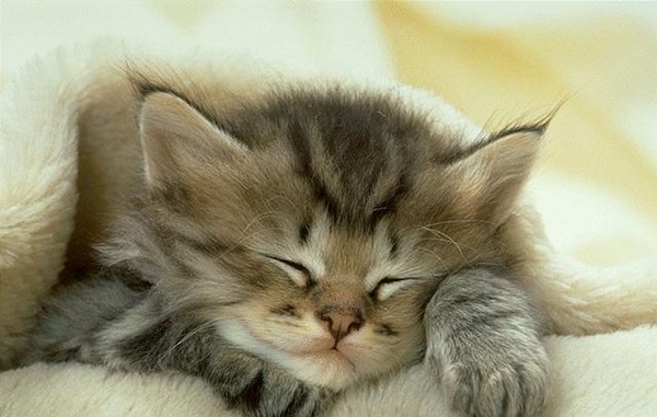 gattini-dormono