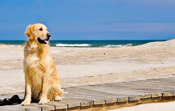 cani-spiaggia