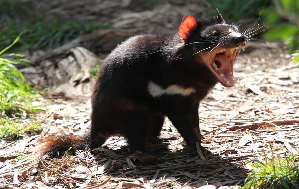 diavolo-tasmania