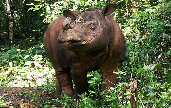 rino-sumatra