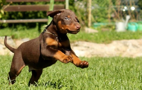 dobermann