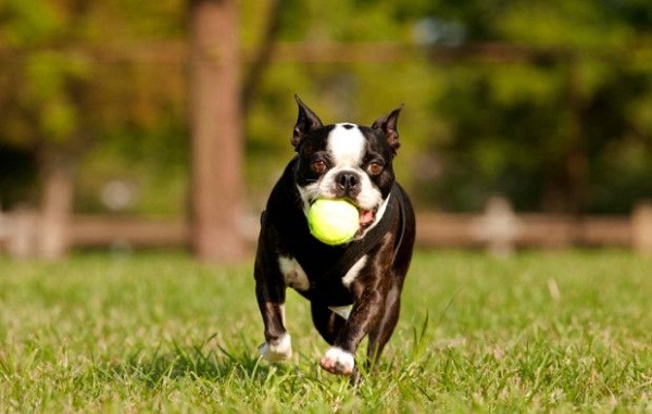 gioco-pallina