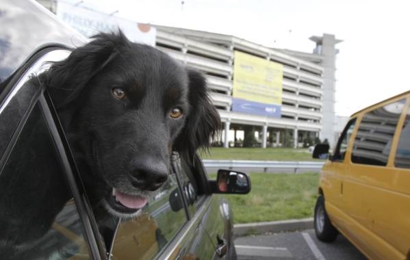 taxi-animali