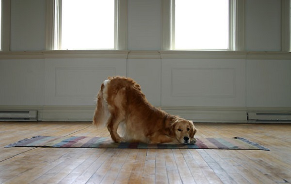 yoga-cani