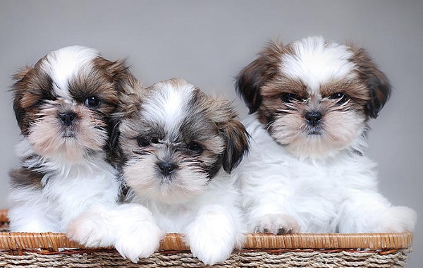 shih-tzu