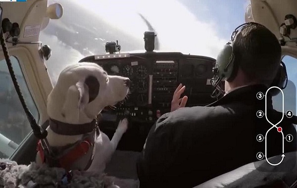 cane-aereo