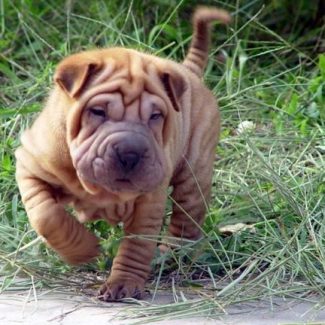 shar pei