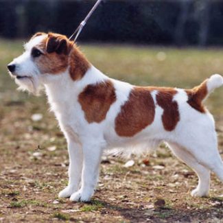 jack russell