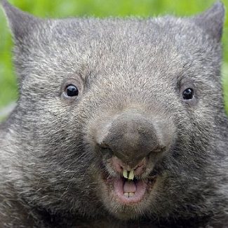 wombat