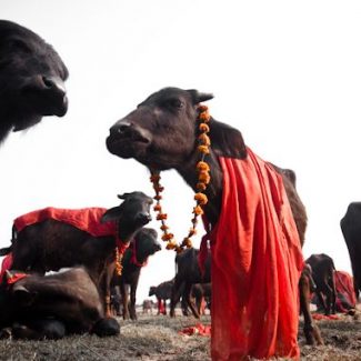 gadhimai