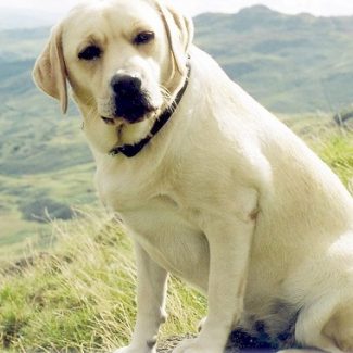 labrador