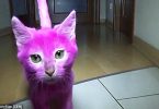 gatto rosa