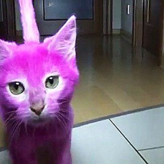 gatto rosa